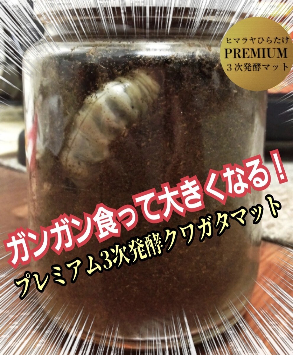 クワガタの幼虫飼育専用!便利です!1000ml クリアボトル入りプレミアム3次発酵マット 初令からOK!栄養添加剤・バクテリア強化配合!拍卖