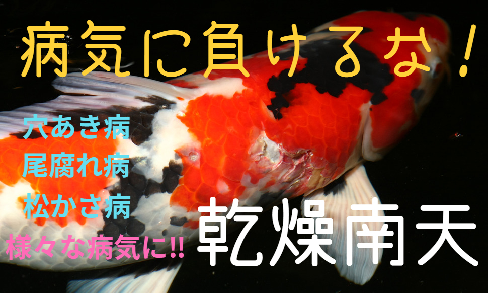 ★刻み処理済★抜群★金魚 鯉 熱帯魚の天然治療★ 乾燥南天 100g+α(~130g) ★1500円オマケ有★ 穴あき 尾腐れ エラ病 エルバージュ 拍卖