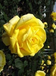 6804  必見!!★四季咲き大輪 強香★花色、花形、香りと三拍子そろった優良品種★6号接木大苗拍卖