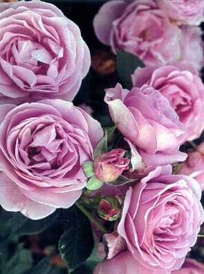 6970  必見!!   アンティークタッチ.四季咲中輪房咲き★6号大苗拍卖