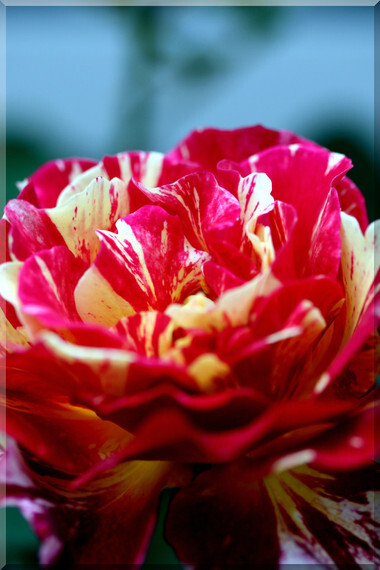 6242  モーリス・ユトリロ★絵画のような絞り模様が特徴的な大輪バラ★強香★強健★6号大苗拍卖