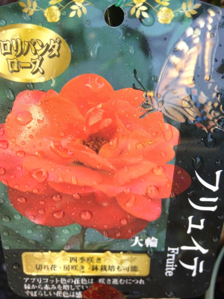 6243 フリュイテ★四季咲き 中輪★国際コンク-ル銀賞★杏色→赤色★接木大苗拍卖