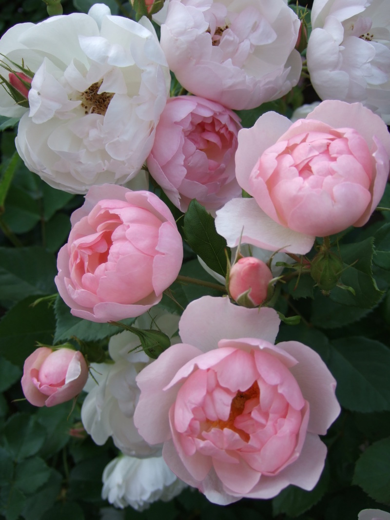 6969 ★接木大苗拍卖