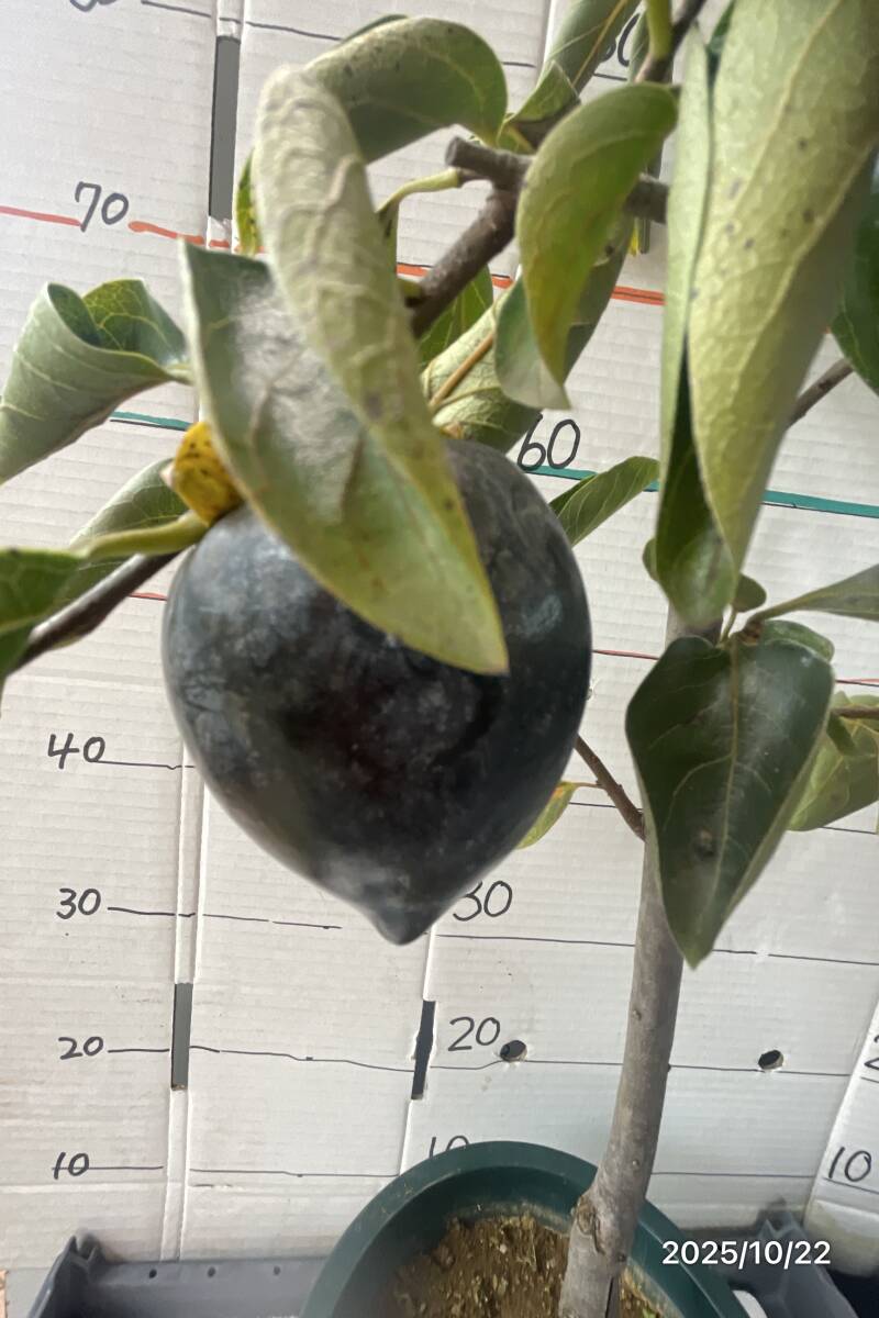6223 超希少品種 黒柿 実2個付き 但し 撮影後2週間のみ拍卖