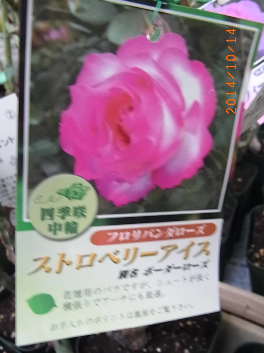 6255 ボーダーローズ(ストロベリーアイス)★四季咲き中輪★白地にピンクの覆輪★6号接木大苗拍卖