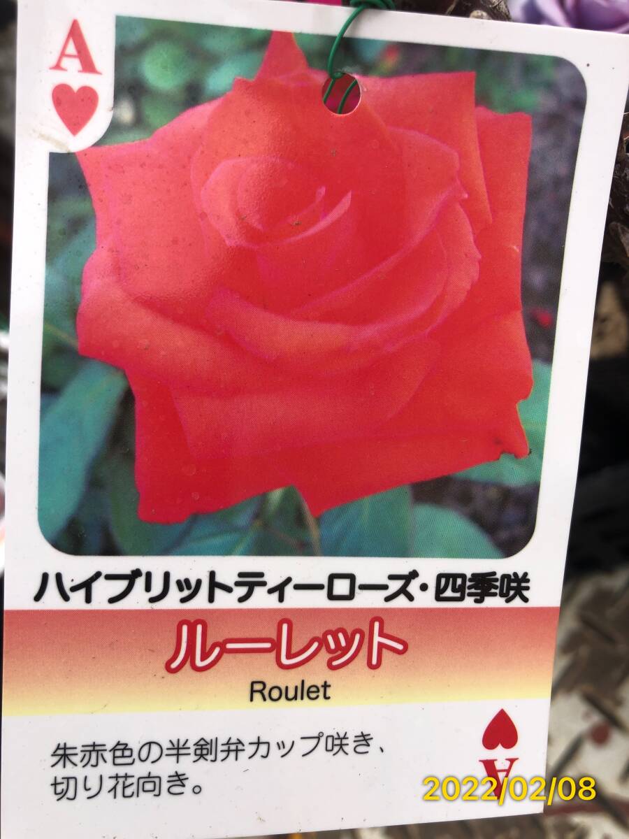 6259 ルーレット★四季咲大輪★切花用品種★剣弁高心咲★6号大苗拍卖