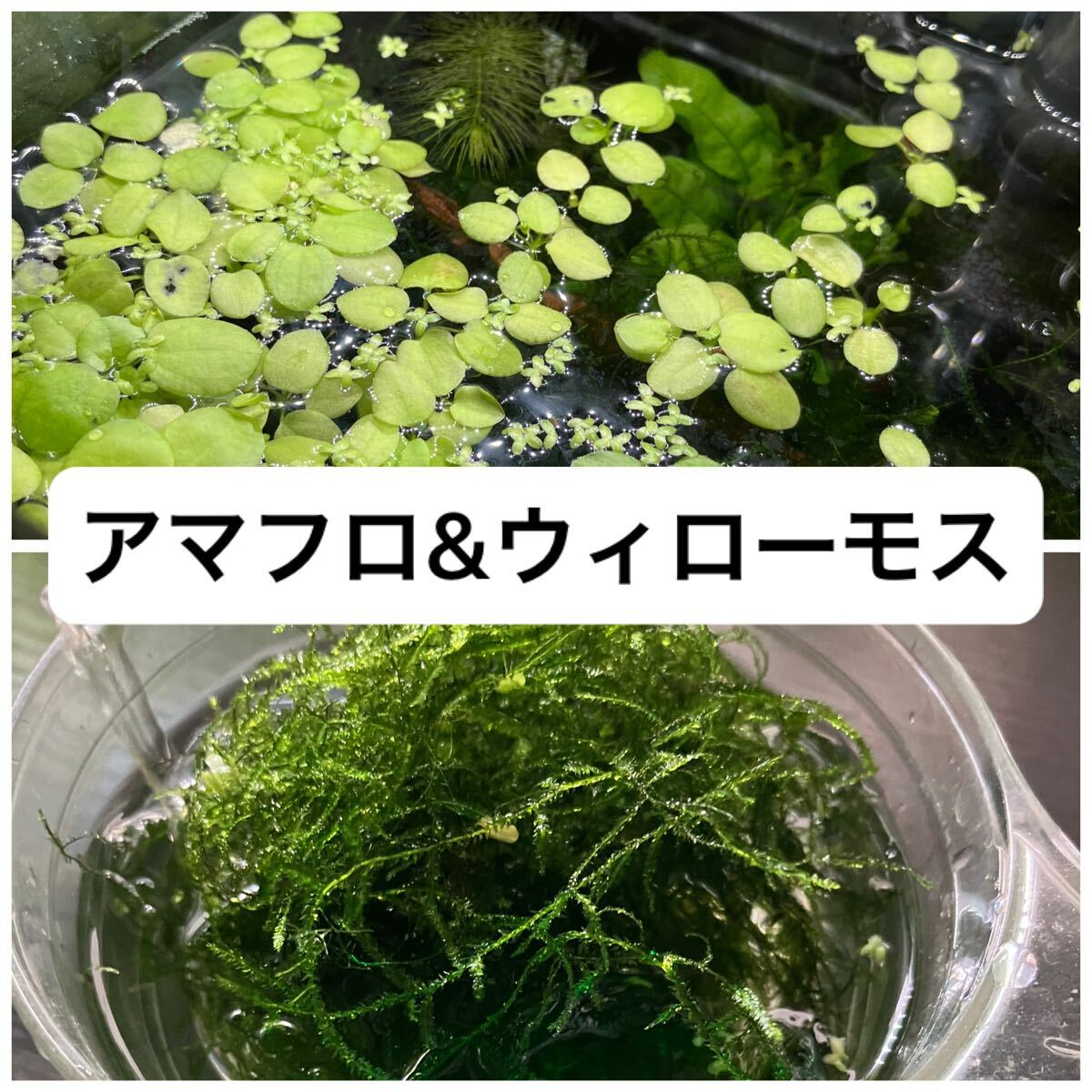 匿名配送☆水草2種セット 無農薬☆アマゾンフロッグピット ウィローモス ミックス 15g アクアリウム 水草拍卖