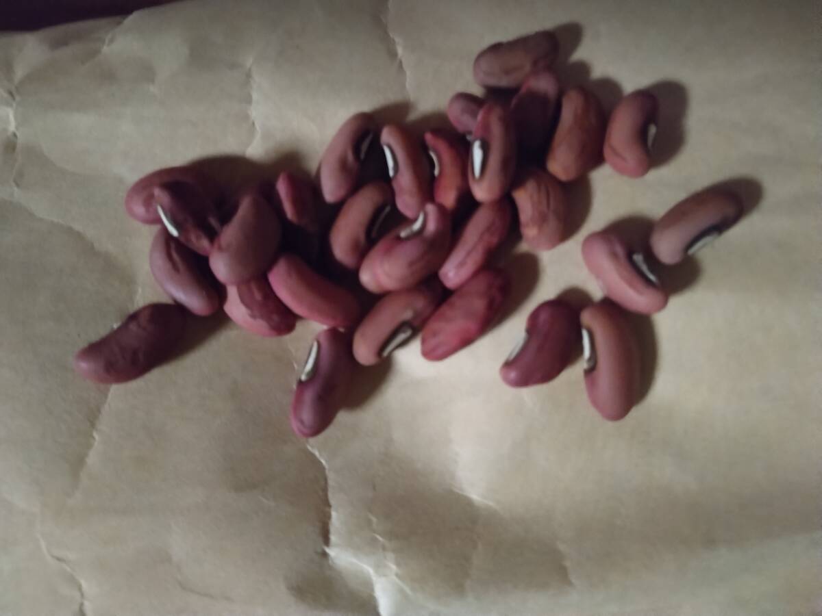 ☆十六ささげ種40粒☆自家採種無農薬有機肥料送料無料拍卖