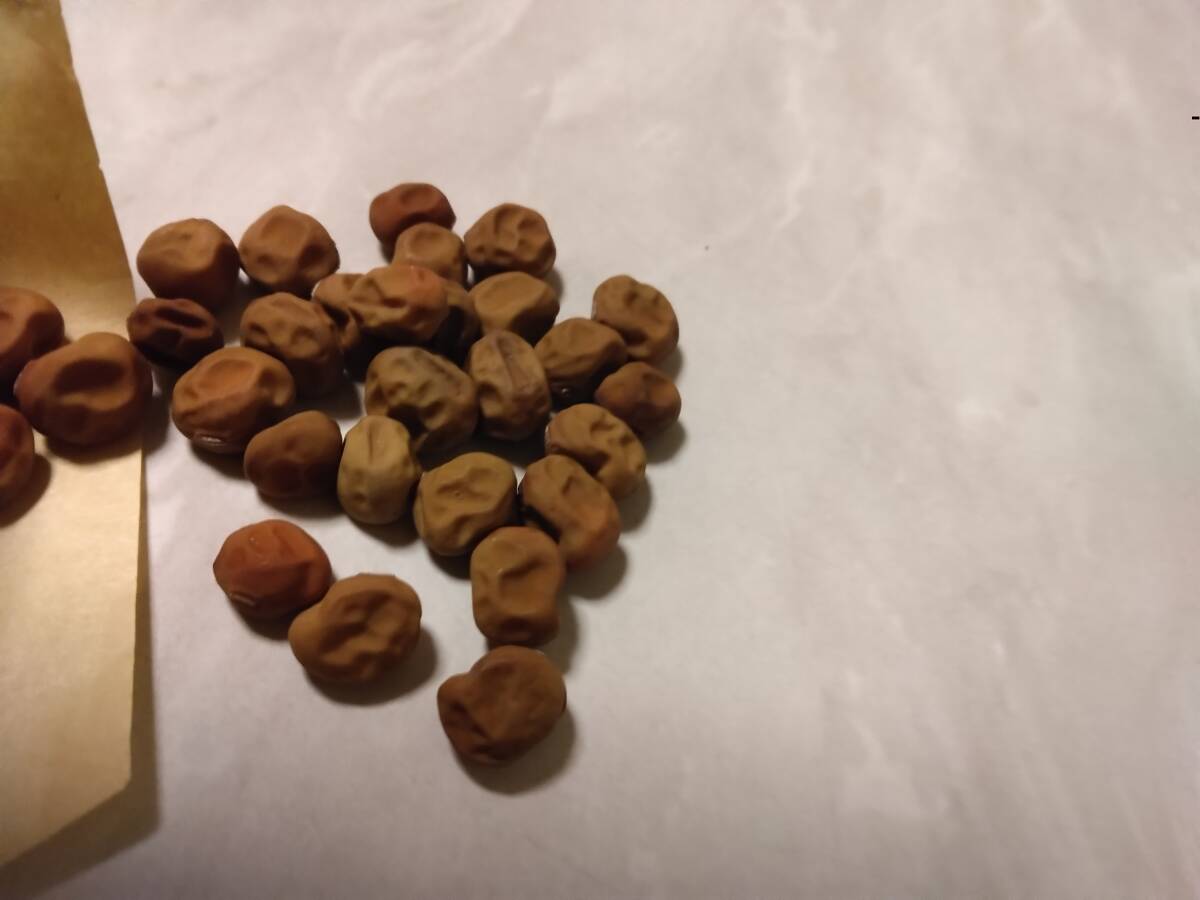 ☆つるあり紫えんどう種30粒☆紫エンドウ無農薬有機肥料栽培自家採種送料無料拍卖