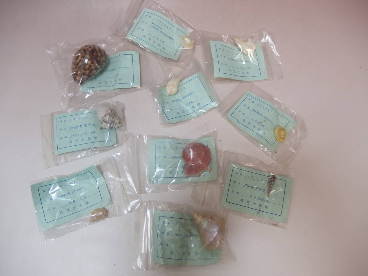 鳥羽水族館 貝標本 貝殻 コレクション まとめて~ レターパックプラス可拍卖