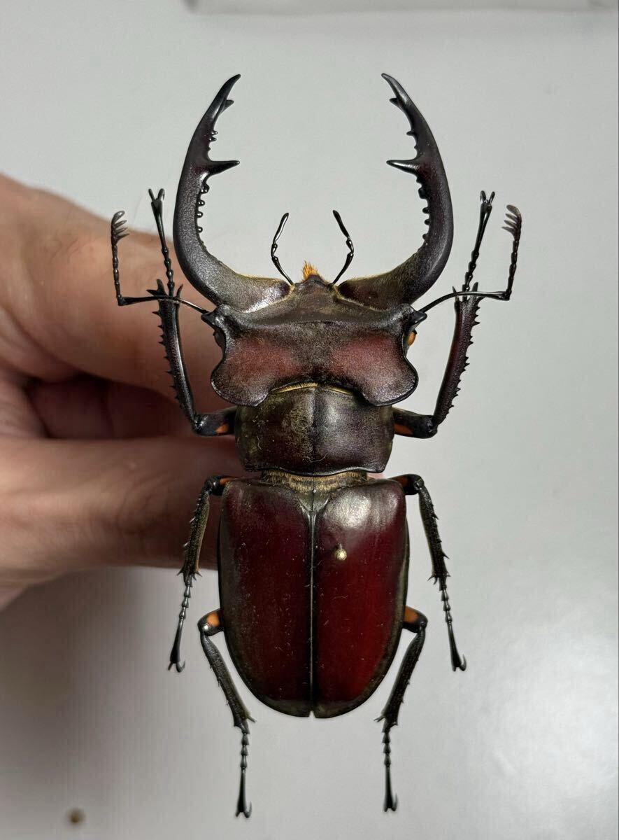 カンターミヤマクワガタ82.5mm標本拍卖