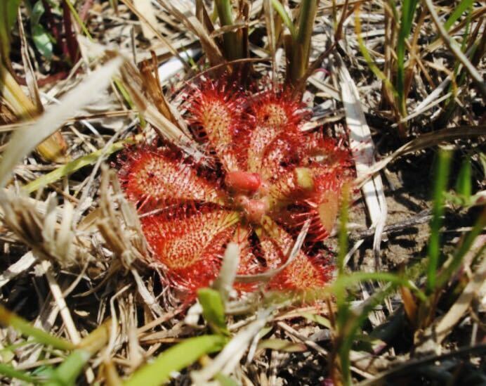 食虫植物 「Drosera spatulata 種子 20粒」 モウセンゴケ拍卖
