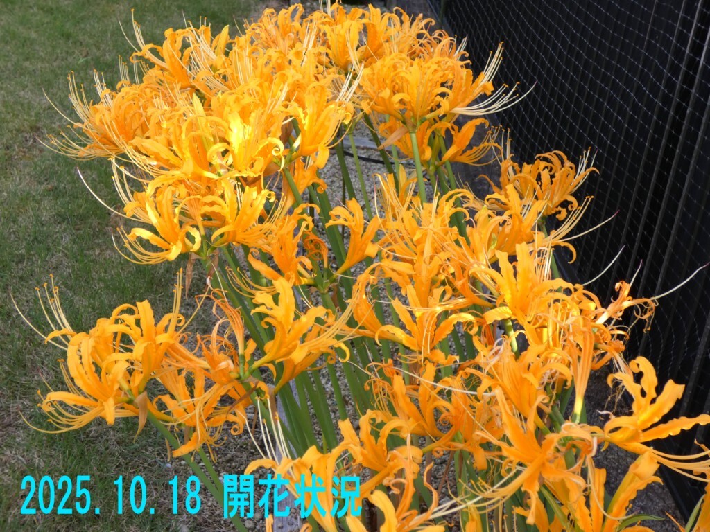 ■黄色のヒガンバナ科球根/リコリス・オーレア/30球■拍卖