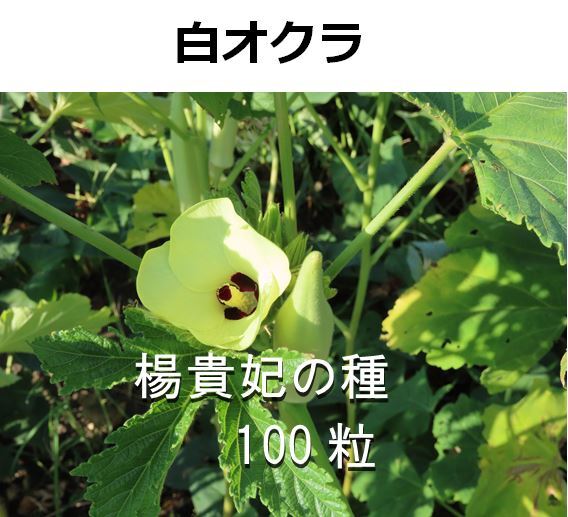 オクラ種 楊貴妃 100粒 【令和7年9月採種 農薬不使用】 おまけ付 (ダビデの星 30粒)拍卖