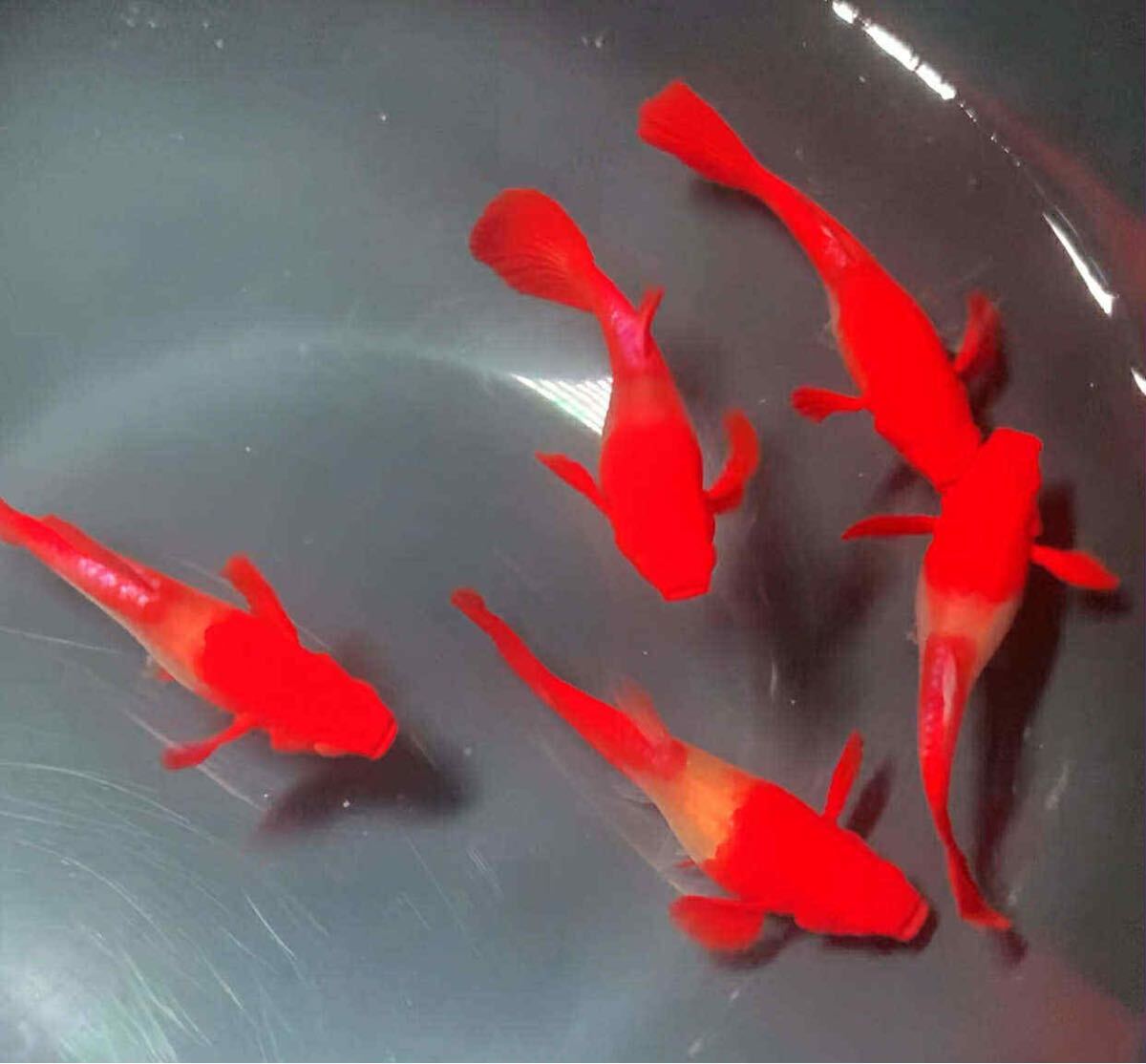 Koi red ear 鯉の赤耳グッピー1ペア( オス1匹、メス1匹)拍卖