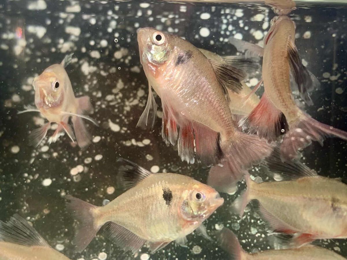 ロングフィンレッドサイズ4-6cm1匹拍卖