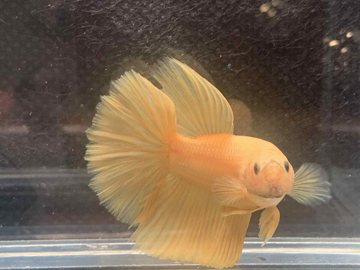 Gold Halfmoon ゴールドハーフムーン ベターオス1匹拍卖