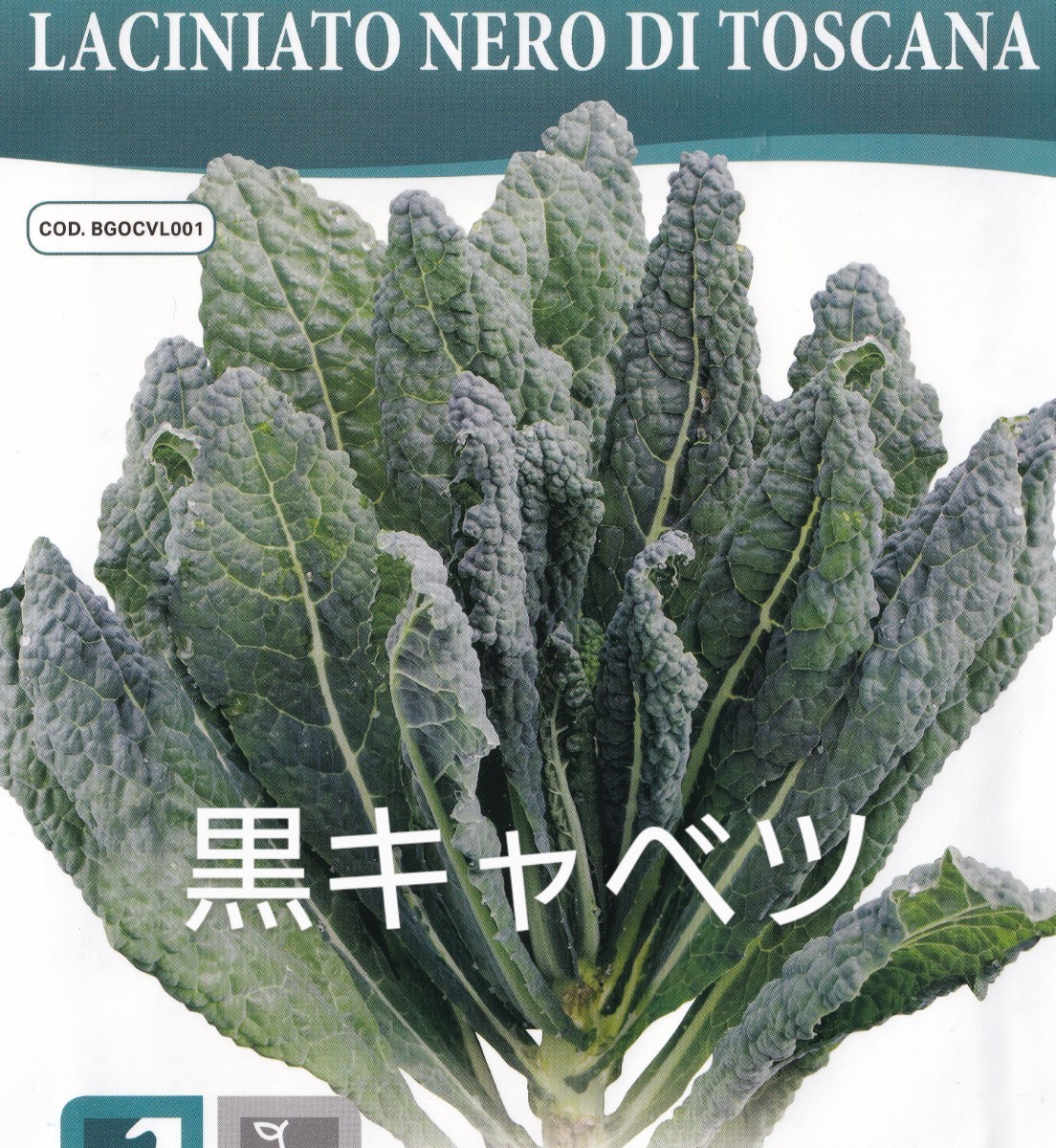 カーボロネロの種子 30粒 黒キャベツ LACINIATO NERO DI TOSCANA 固定種 非結球キャベツ ケールの仲間でビタミンミネラルが豊富拍卖