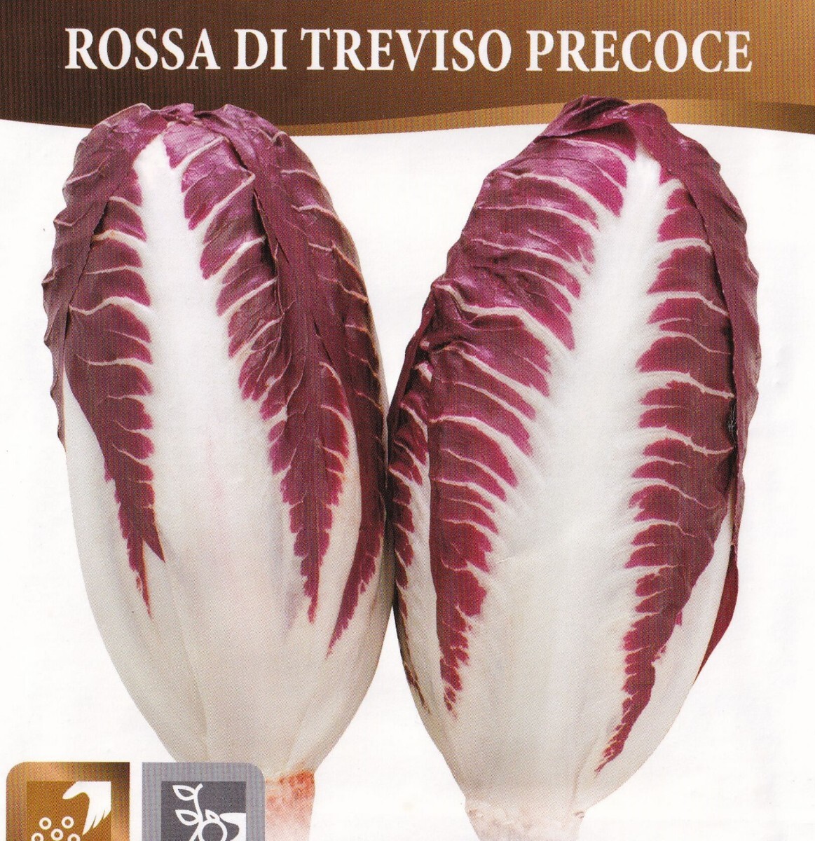 チコリーの種子 60粒 ROSSA DI TREVISO PRECOCE 外葉を取り中の芯部分を食用に! 固定種 リーフ チコリ トレヴィーゾ拍卖