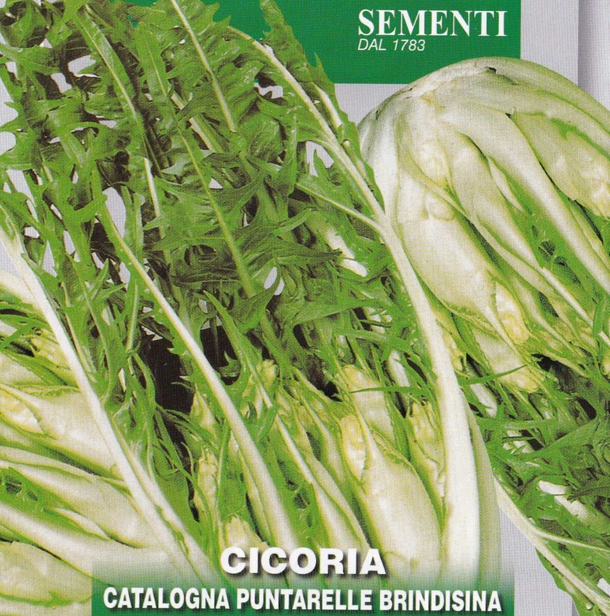 プンタレッラの種 60粒 アスパラガスチコリー CATALOGNA PUNTARELLE BRINDISINA 固定種 チコリ 冷水にさらすと苦味が取れる! プンタレッタ拍卖