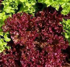 レタス・ロロロッサの種子 60粒 RICCIA LOLLO ROSSA 細かいカールのリーフレタス! ベビーリーフとしても! 固定種拍卖