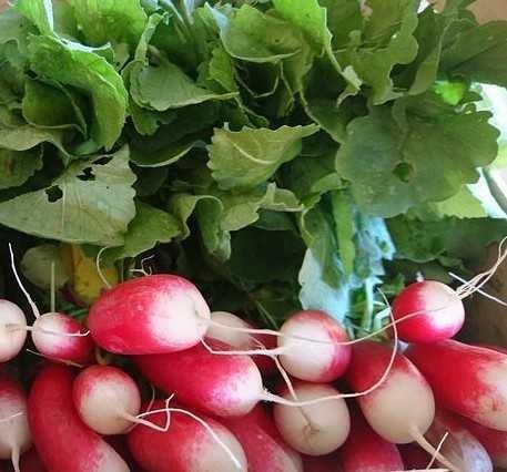 紅白二十日大根の種子 100粒 長型赤白 ラディッシュ ツートンカラー 二十日大根 周年栽培可能!拍卖