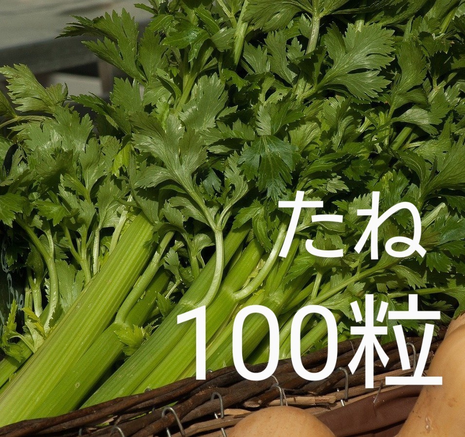 セルリーの種子 100粒 生食に適したセロリ! セロリの種拍卖