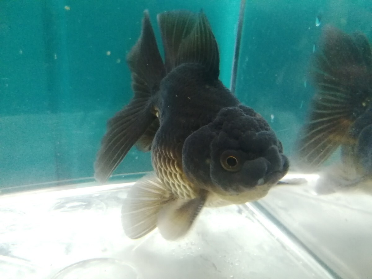 ☆オランダ獅子頭 ローズテール④ 11.0cm前後 1匹 拍卖