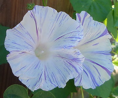 超レア色!!★遅咲きアサガオ★Light Blue-BURGUNDYの種 5粒拍卖