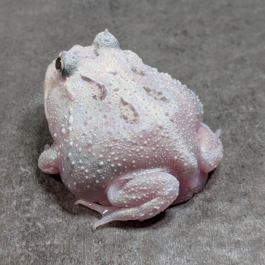 ◆クランウェルツノガエル ミュータント プラチナピンクパターンレス 白拍卖