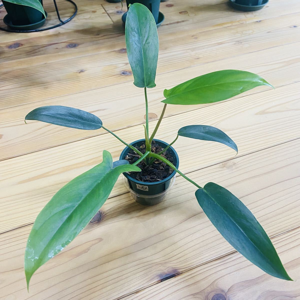 ② 69686 フィロデンドロン拍卖