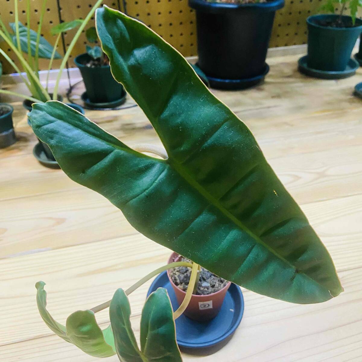 ② フィロデンドロン ビレッティア (ビレッタエ)拍卖