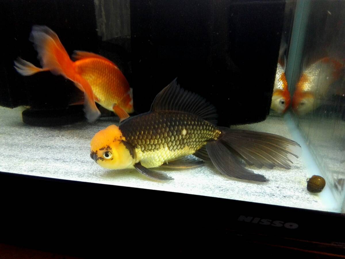 OASISAQUA大きめ良個体! ジャンボオランダ 約22cm 画像個体拍卖