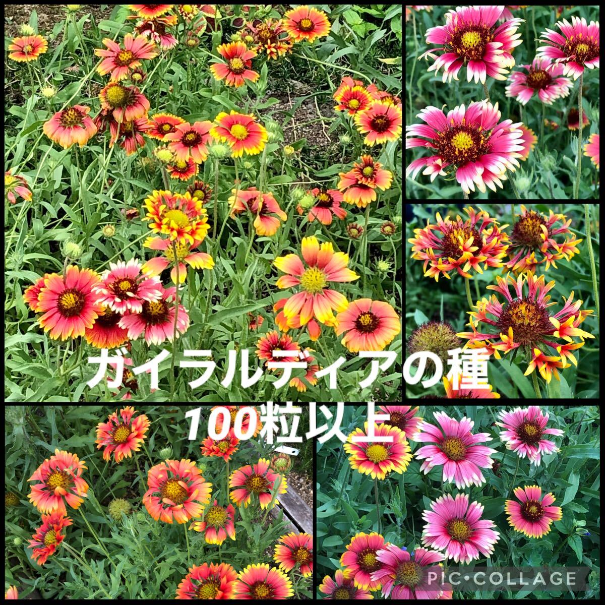 ガイラルディアの種拍卖
