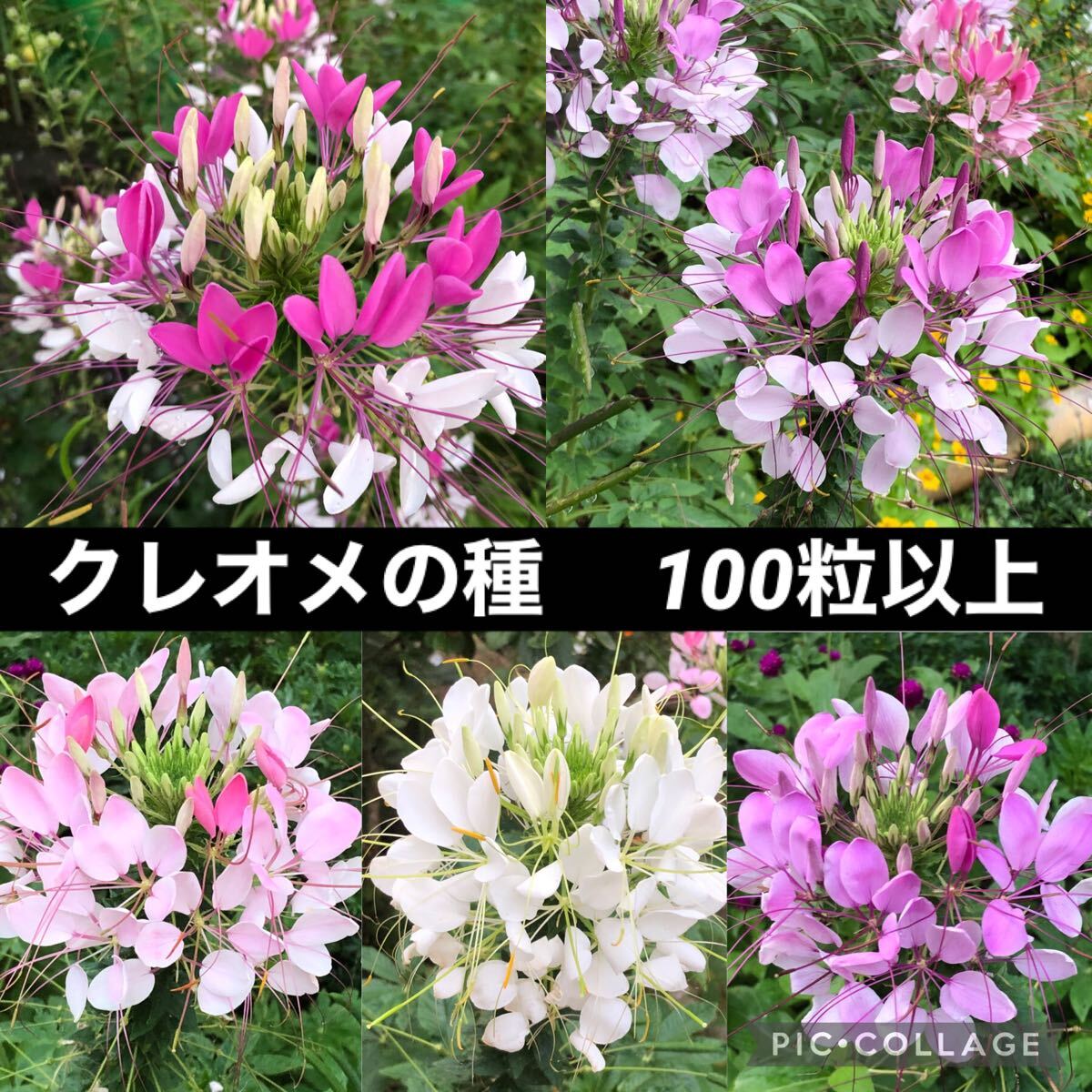 クレオメ 花の種拍卖