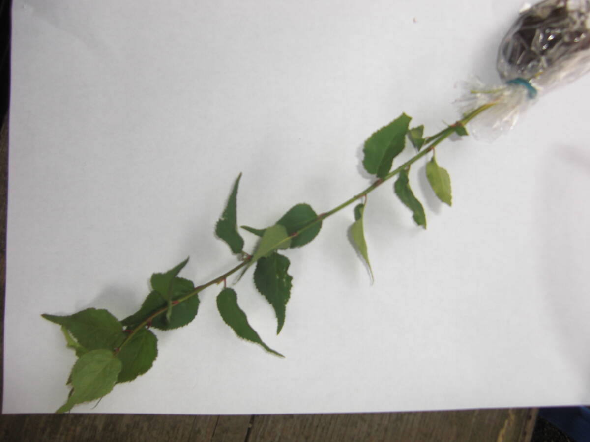 ★★ 梅の苗木 全国送料無料でお送りします。拍卖