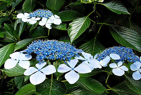 アジサイ紫陽花 額アジサイ苗/送料:クリックポスト185円拍卖