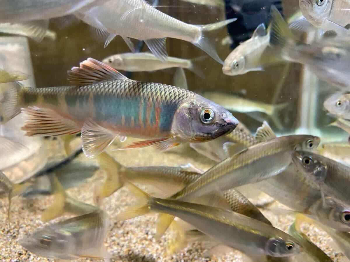 オイカワ 10㎝±~15㎝± オス♂ 5匹 拍卖
