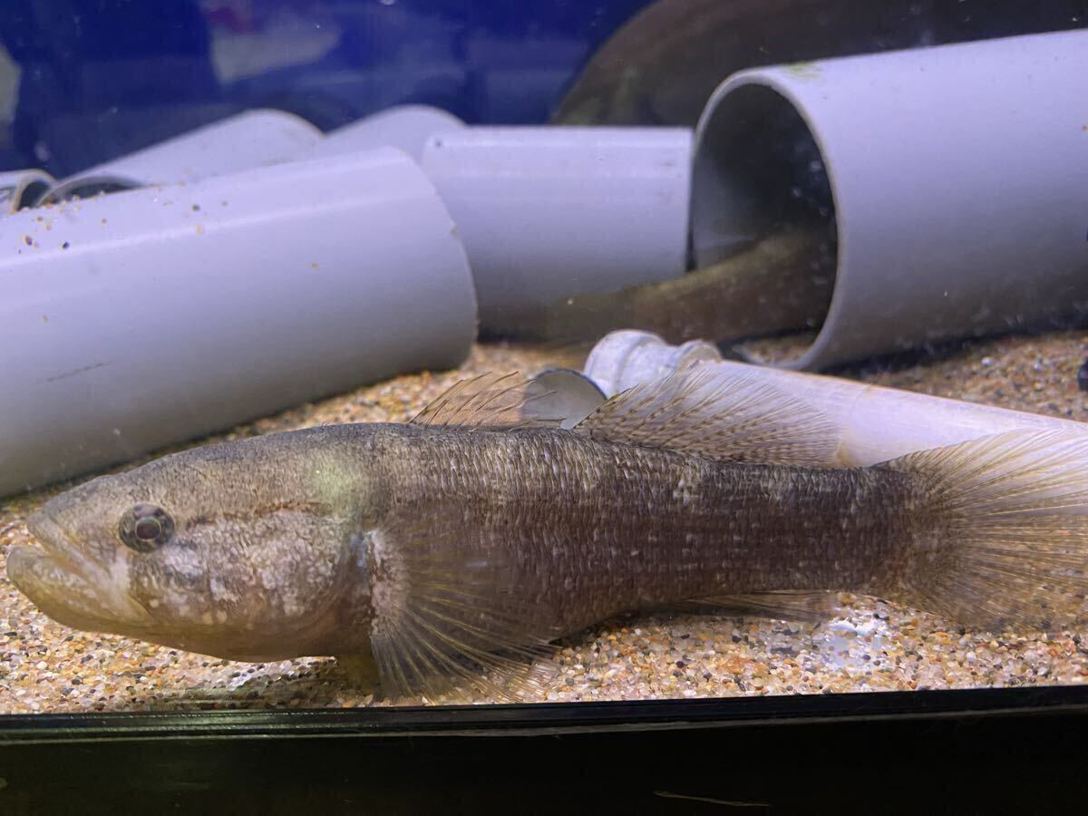 チチブモドキ10㎝±〜13㎝±拍卖