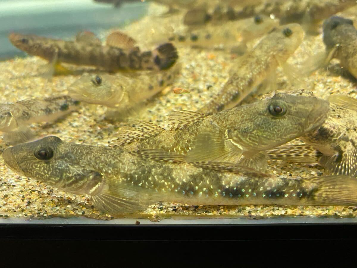 三重県南部産 ゴクラクハゼ Lサイズ8㎝± ~10㎝± 5匹セット拍卖