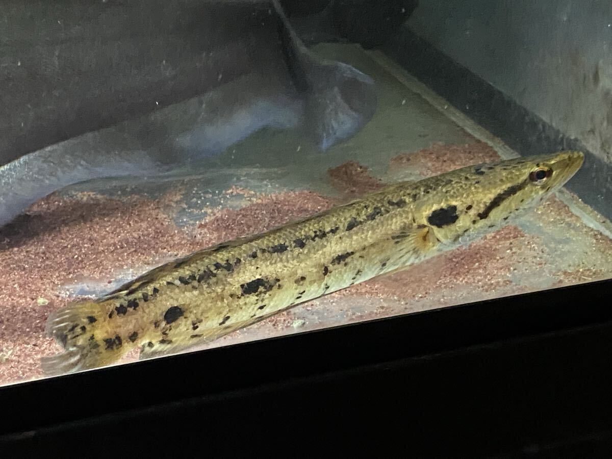 アーモンドスネークヘッド 15㎝±~20㎝± 在庫数2匹拍卖