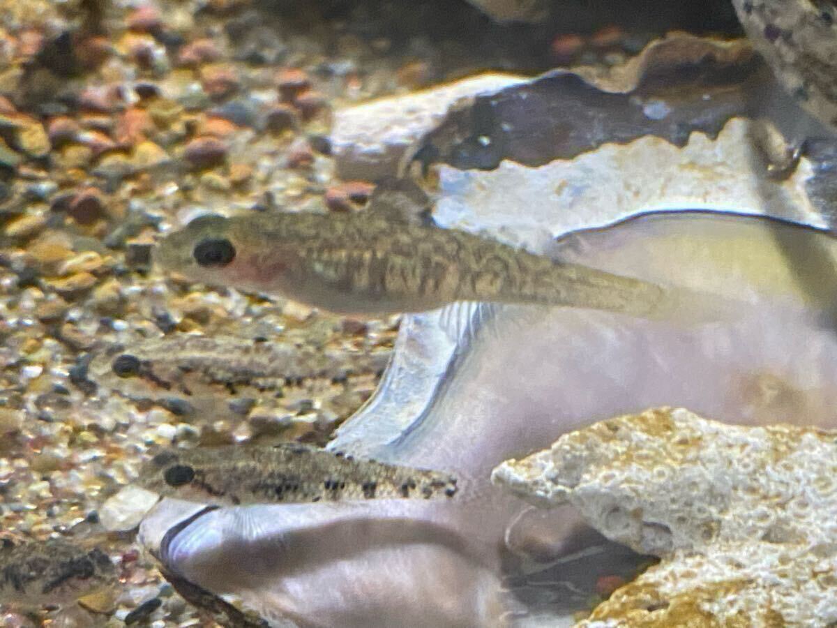 ビリンゴ S~L 2.5㎝±~4㎝±拍卖