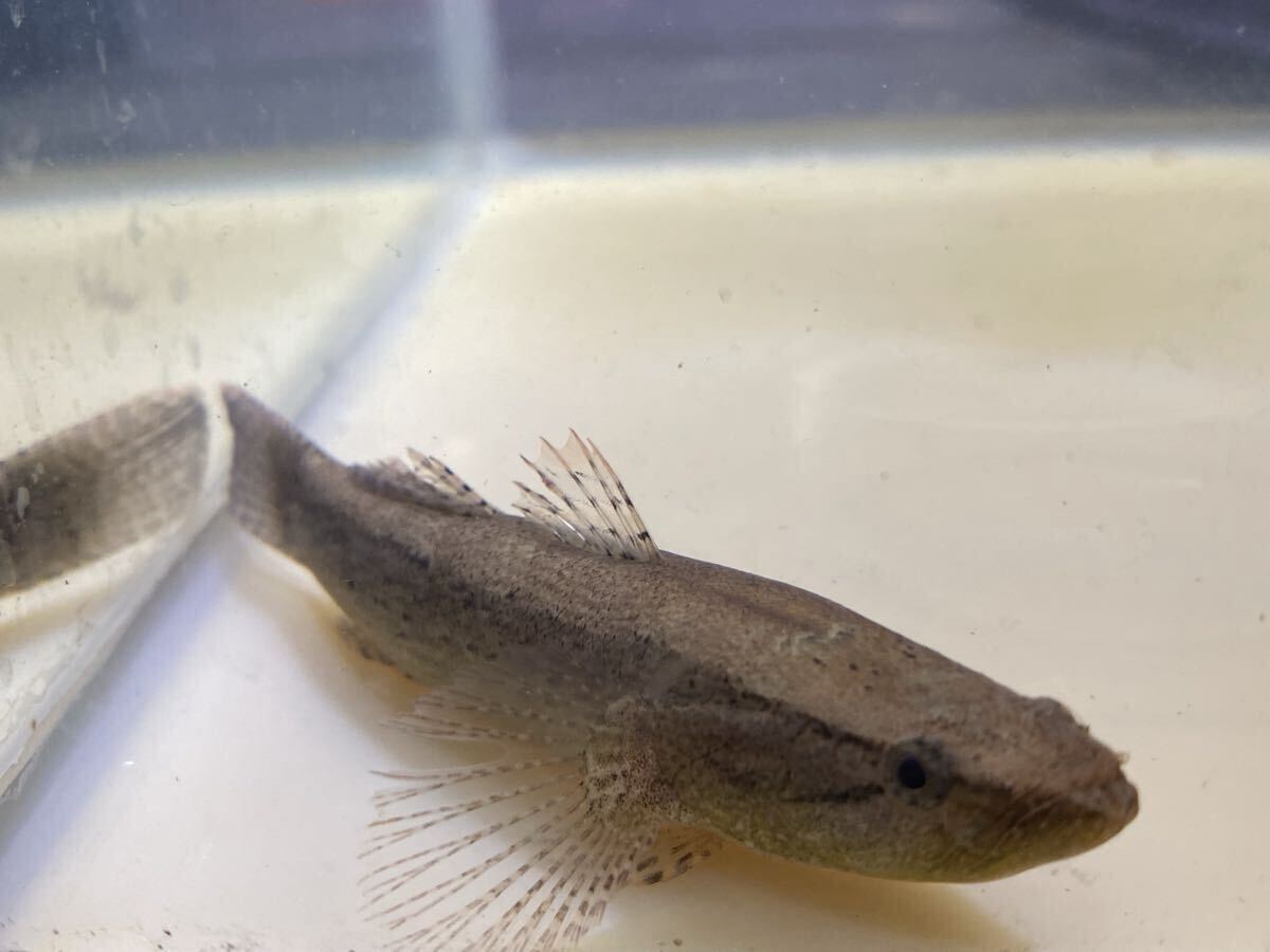 カワアナゴ 小 5㎝~6㎝拍卖