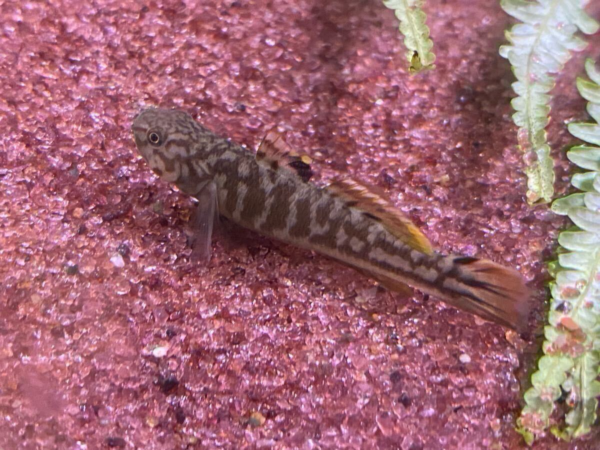 アベハゼ 2㎝±~3.5㎝ ± 10匹拍卖