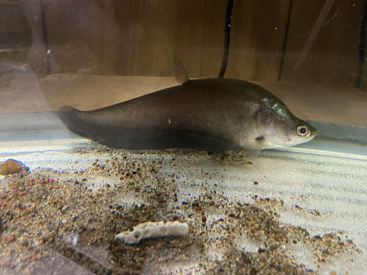 チタラ ロピス 20㎝±弱 在庫数5匹拍卖