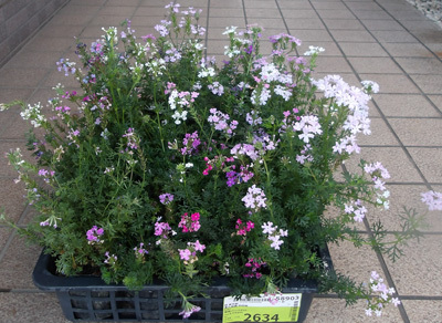 宿根バーベナの苗10ポットセットです。拍卖