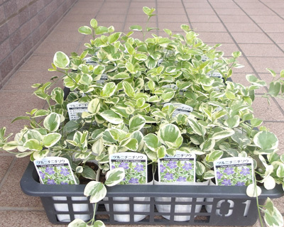 ツル日々草の苗10ポットセットです。拍卖