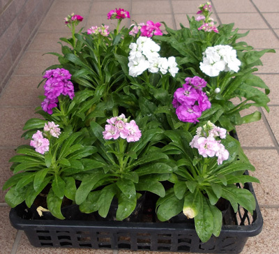 ストックの苗10ポットセットです。拍卖