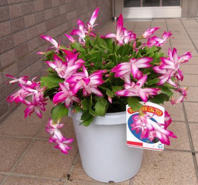 ピンクのデンマークカクタス【七号鉢】拍卖