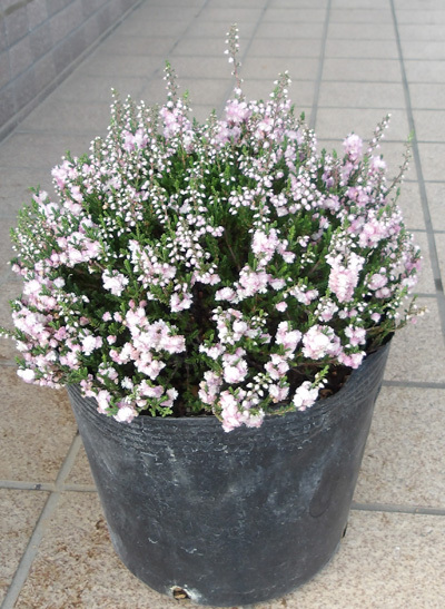 秋から冬にかけて美しい花を咲かせる「カルーナ」拍卖